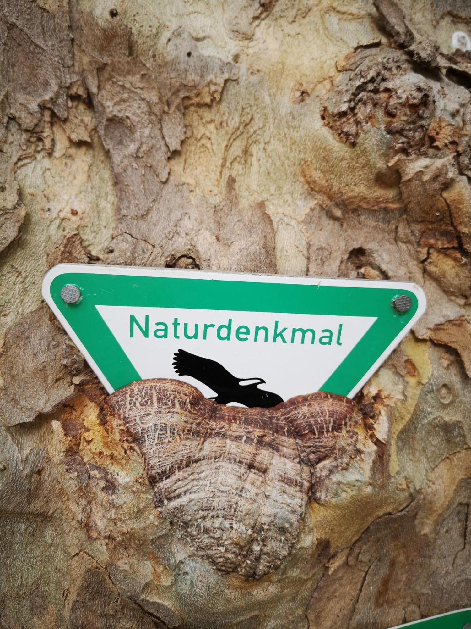 Ferienwohnung In Waldrandlage In Nationalpark Schleiden / Eifel Екстер'єр фото